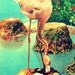 animal photography PINK FLAMINGO beach art photo 1940s kids room nursery 11x14 print vintage Florida bird Large Wall Art tropical decor