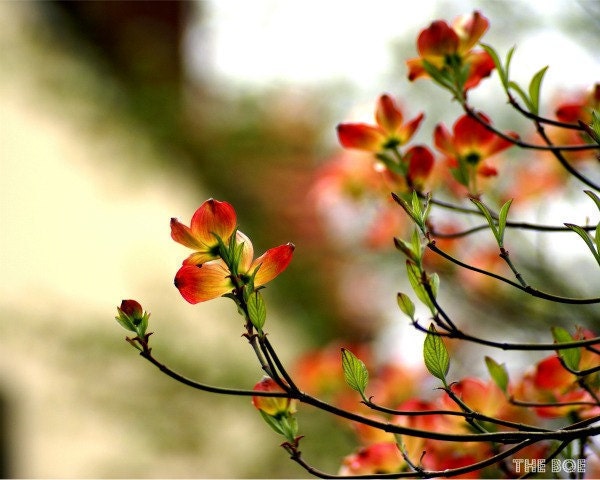 Red Flowering Dogwood Tree 8x10 Photography Print, Flowers, Floral, Nature Photos, Romantic Photo