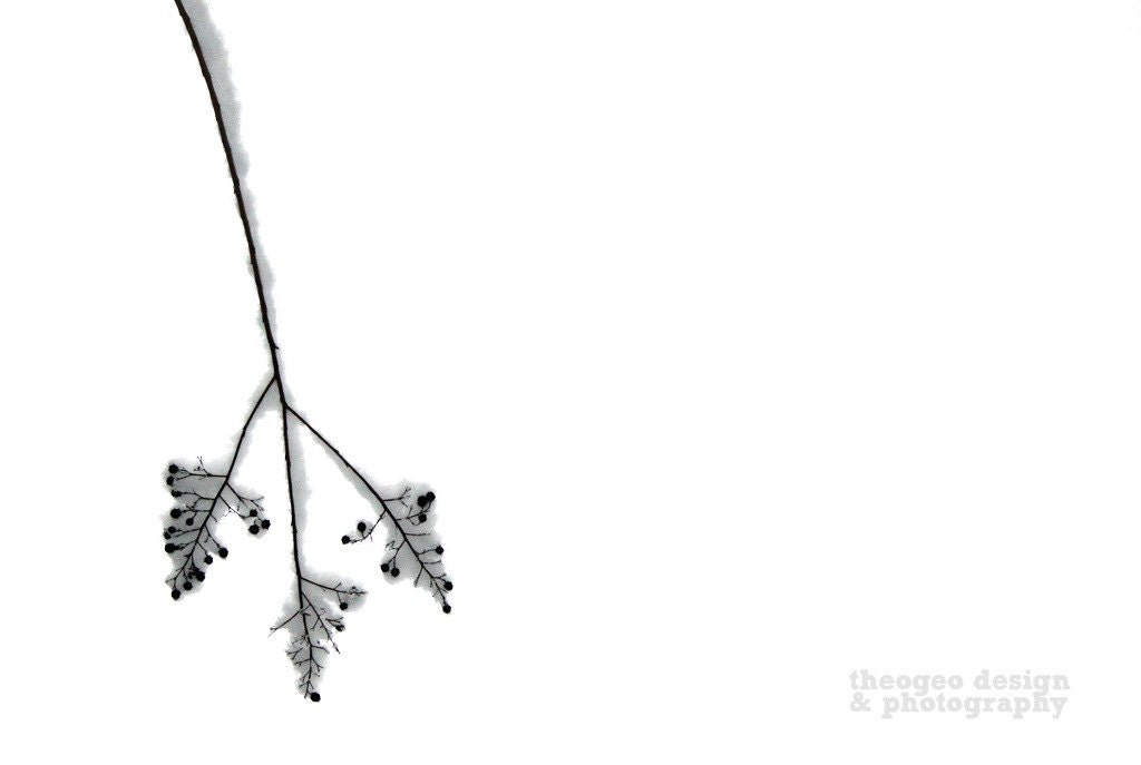 Snowy Branch fine art photograph (several sizes available)