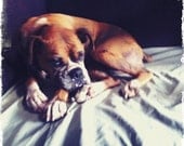 Resting Boxer Dog Fine Art Photograph