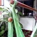 Light Green Wonderful , Hanging Chair Hammock Handmade Cotton for Decoration or Present