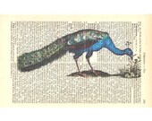 Peacock Vintage Art Print on Antique 1896 Dictionary Book Page