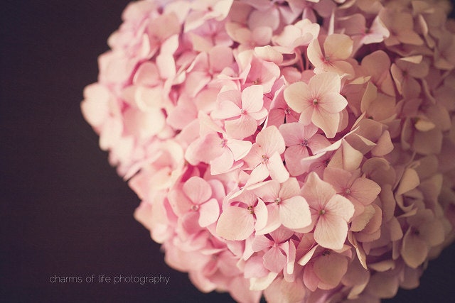 Blushing Blooms II 8x10 Print