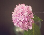 Tickled Pink II 8x10 Print