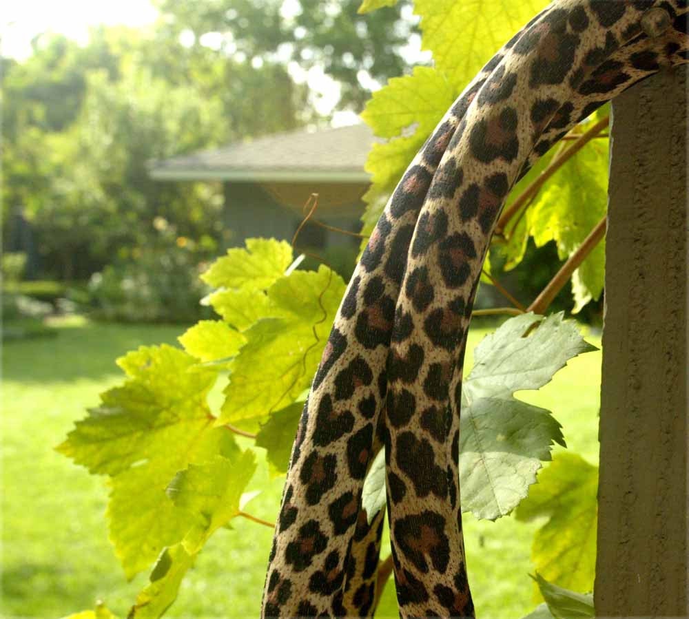 HOSE CLOTHES - the decorative slipcover for your garden hose.