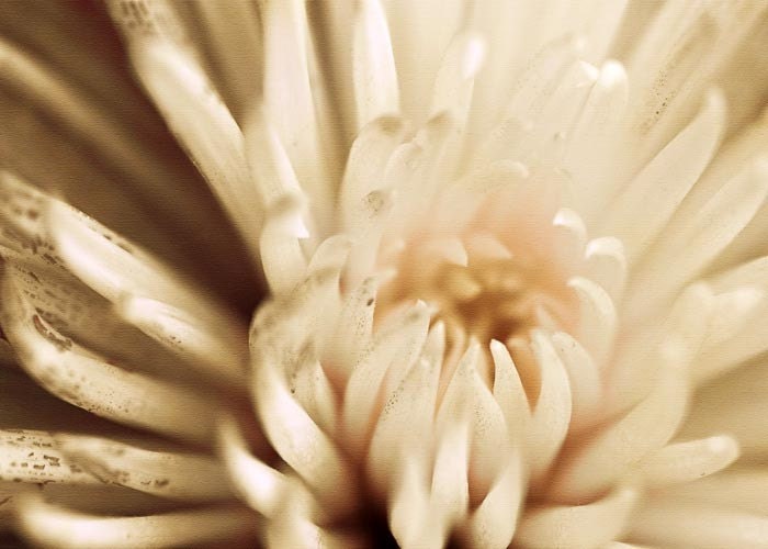 Chrysanthemum Macro Photograph, Fine Art, Botanical Print, 5 x 7, Vintage Retro Style, Home Decor, Faded, Hazy, Ethereal, Dreamy, Flowers