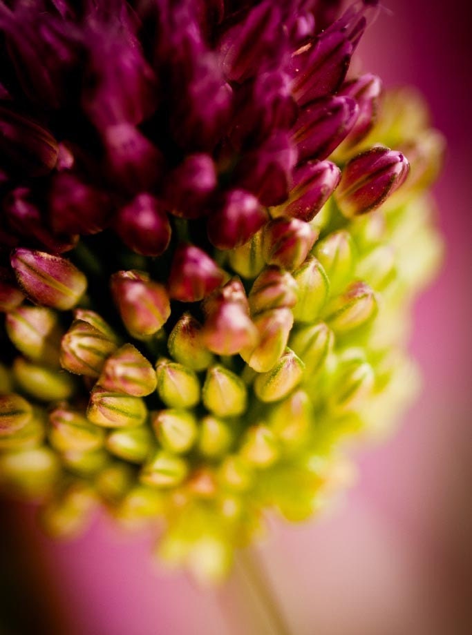 Allium Flower Macro Photographic Print 8 x 10 Fine Art Botanical Floral Affordable Home Decor Nature Colorful Spring Summer