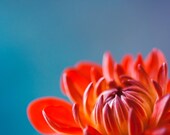 Dahlia - Fine Art Metallic Macro Photograph 8 x 10