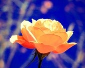 Nature Photography Rose Fine Art Metallic Macro 8 x 10 Flowers Floral Botanical Print Home Decor Spring Summer Colorful Cheerful Dramatic