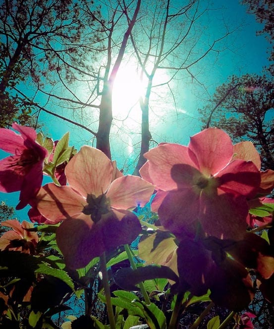 Landscape Photograph Botanical Garden Flowers Fine Art Metallic Print 8 x 10 Nature Colorful Purple Happy Cheerful Floral Spring Summer
