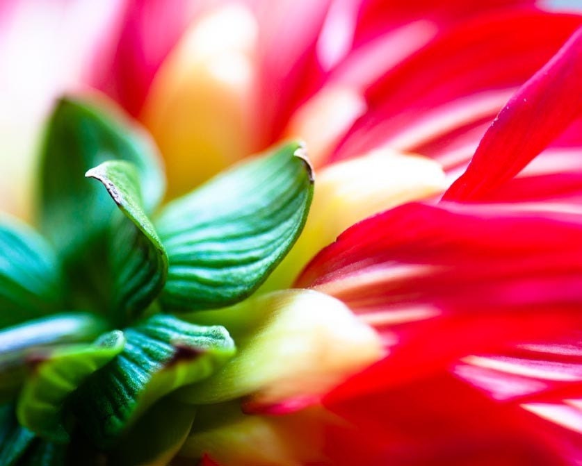 Dahlia Flower Photograph Macro Fine Art Metallic Print 8 x 10 Spring Summer Botanical Floral Feminine Home Decor Nature Bold Colorful