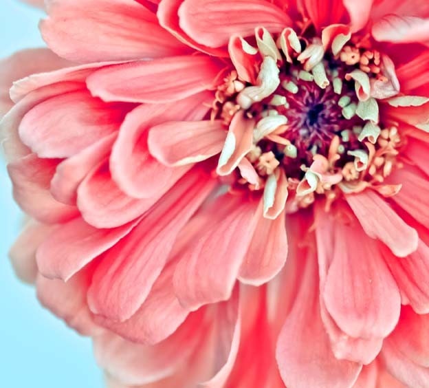 Zinnia Photograph Fine Art Macro Print 8 x 10 Pink Baby Girl Nursery Feminine Romantic Floral Flower Photos Spring Cottage Chic Shabby