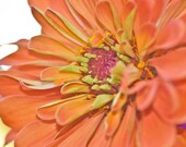 Sherbet Zinnia Fine Art Macro Photograph 5 x 7 Spring Summer Photography Chic Boho Cottage Shabby Home Decor Affordable Gifts for Her