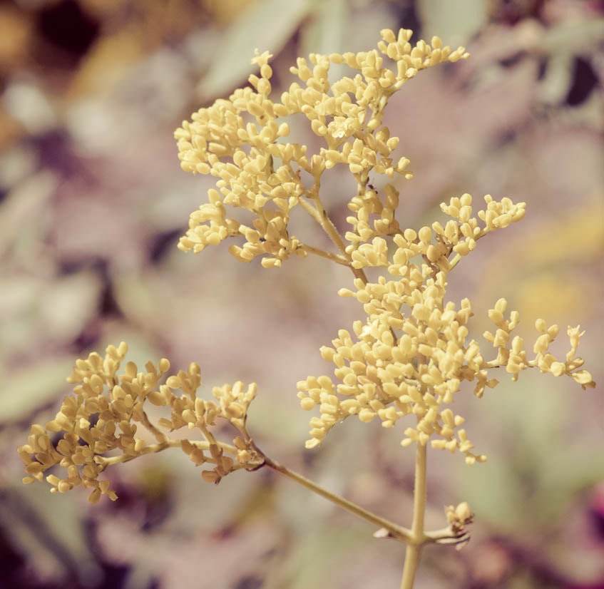 Nature Photograpic Print - Yellow Flowers - 10 x 10 Square Art - Metallic Print - Spring - Summer - Vintage Retro Style - Floral - Botanical