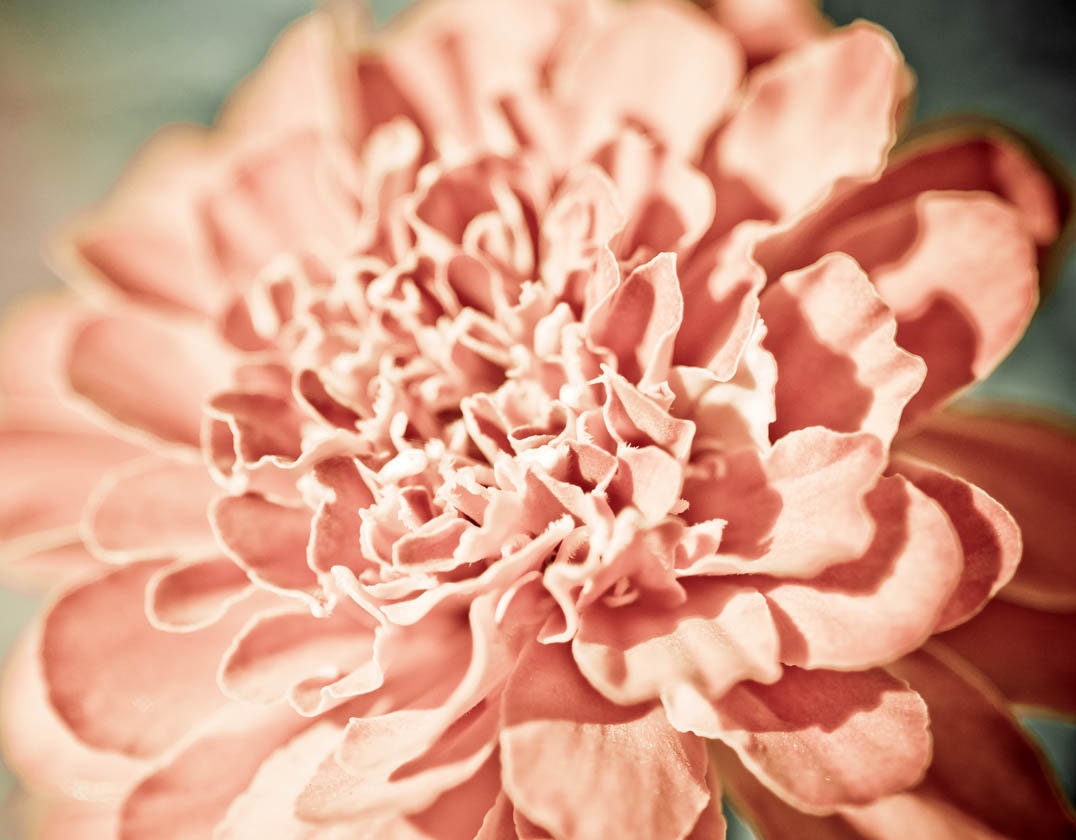 Pink Carnation Macro Flower Photograph Fine Art 8 x 10 Metallic Print Feminine Romantic Cottage Chic Shabby Nursery Baby Girl Sweet Soft