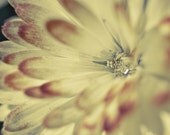 Macro Daisy Photographic Print 8 x 10 Faded Dreamy Ethereal Nature Close Up Botanical Print Chic Cottage Shabby Vintage Retro Style