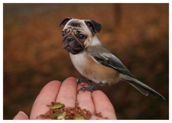 Chickapug or Pugadee - 5x7 Print