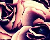 A Tailor Falls In Love - 8x10 Fine Art Photography - Snuggled Roses in Shades of Crimson, Pink and Purple