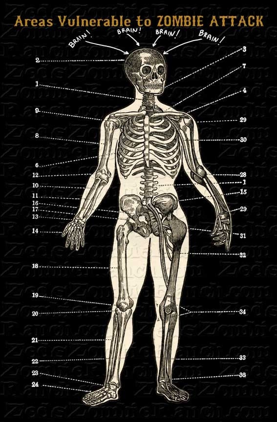 Zombie Shirt - Areas Vulnerable to Zombie Attack T-Shirt