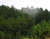 Northwoods Pine Fragrance Oil 1 oz.