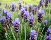 French Lavender Fragrance Oil 1 oz. Soap and candlemaking oils
