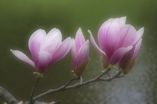 Pink Magnolia Blossoms Fragrance Oil 1 oz. Soap and candlemaking oils