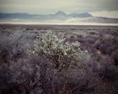 Landscape Photograph - Nature Photograph - Illuminated Bush : Nevada