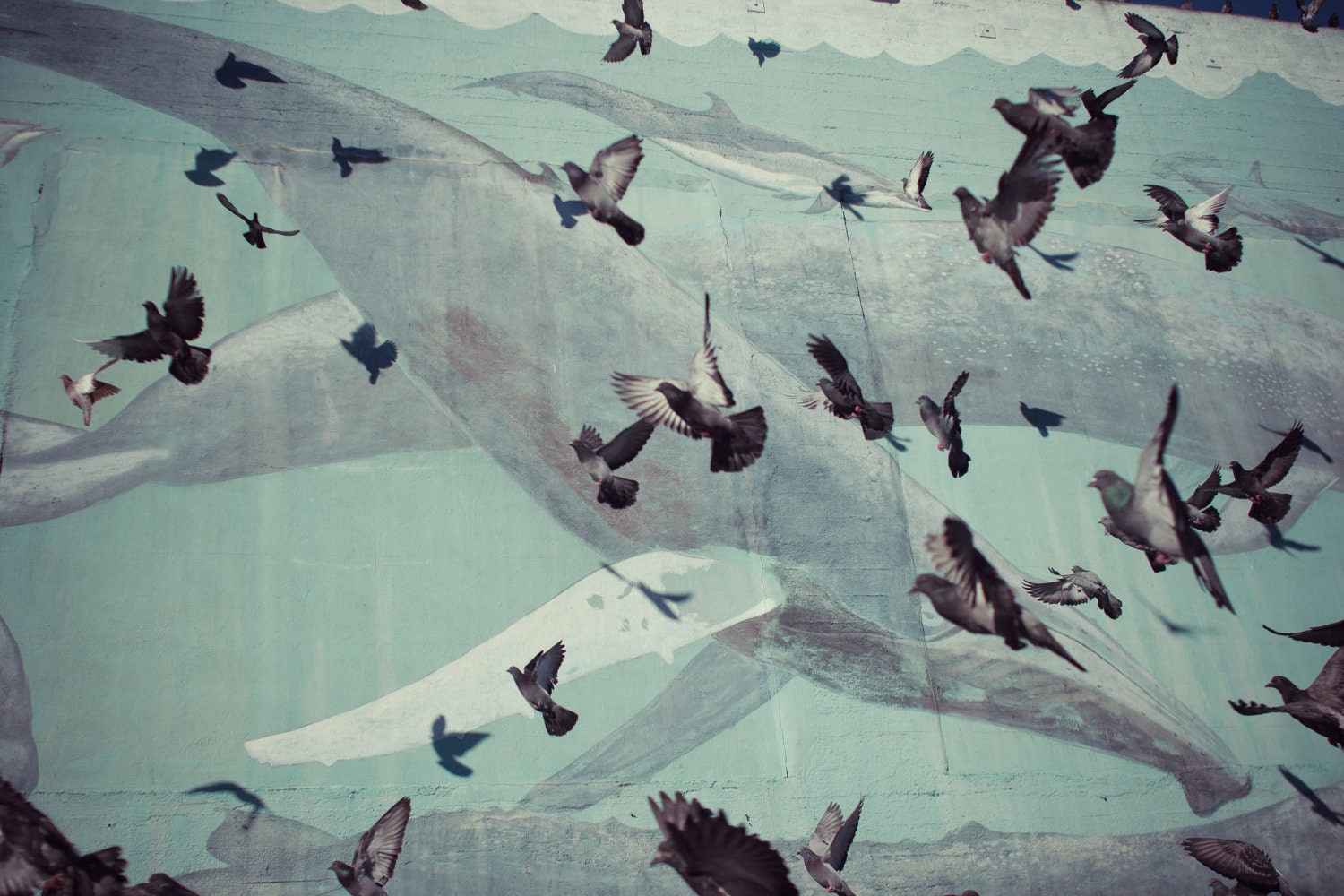 Pigeons & Whales : San Francisco, California