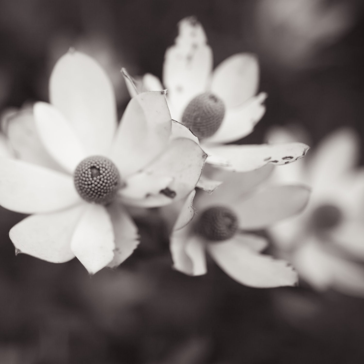Floral Photography - Fine Art Print - 8x8 - Erin Drewitz Photography - Golden Gate Park Garden