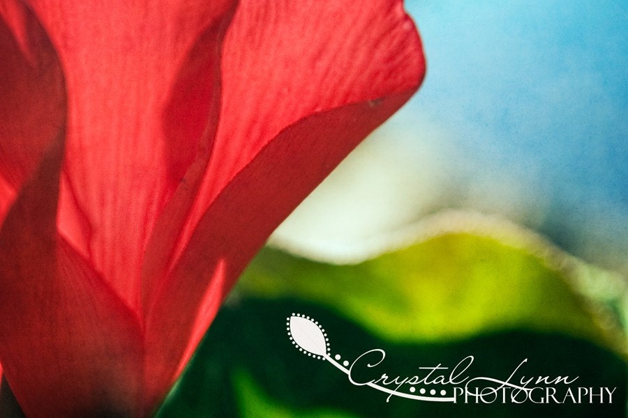 Watercolor Flower - 5x7 Fine Art Photograph