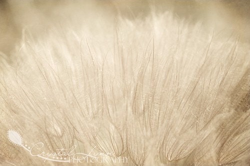Dandelion Softness - 5x7 Fine Art Photograph