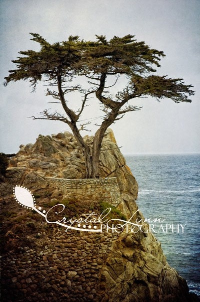 The Lone Cypress - 8x12 Fine Art Photograph