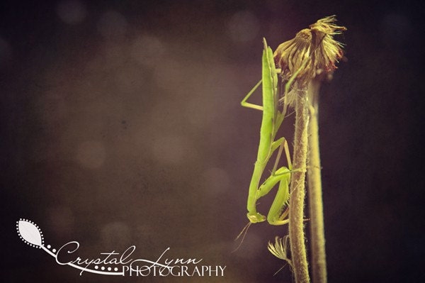 Praying Mantis - 5x7 Fine Art Photograph