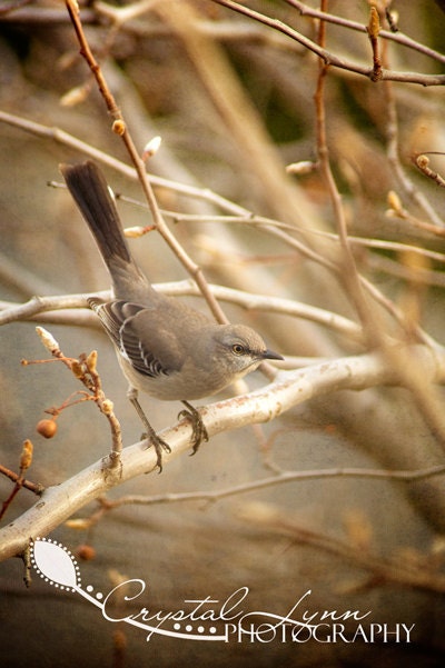 My Bird Friend - 5x7 Fine Art Photograph