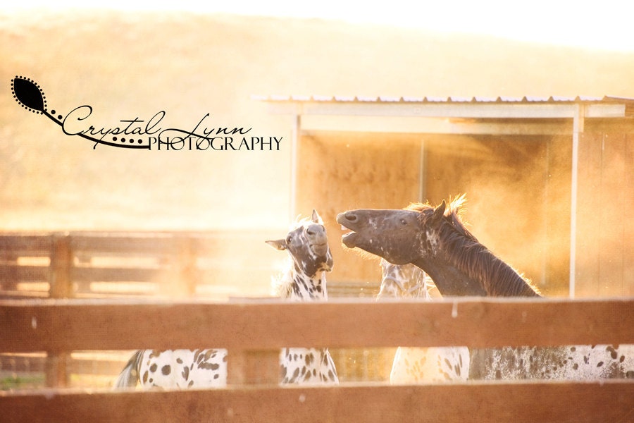 Horse Play - 5x7 Fine Art Photograph