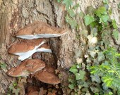 Fey-snot sprinkled magical mushroom picture