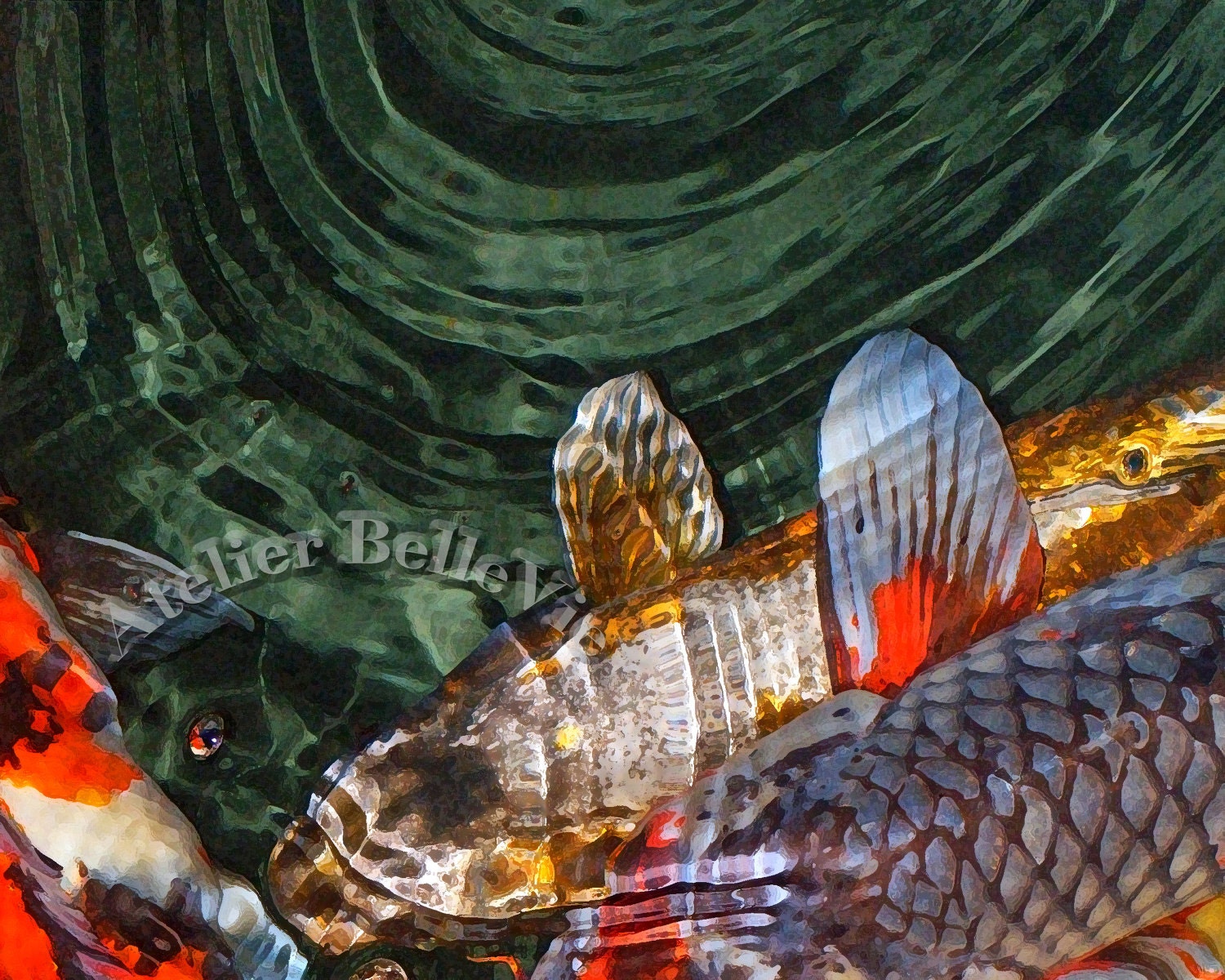 Koi 'Ripples' - 11 x 14 Canvas Print -  Koi Photgraphic Art