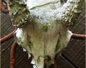 Headshot  - skull and antlers fine art photographic print 8x10 - AtelierBelleVie