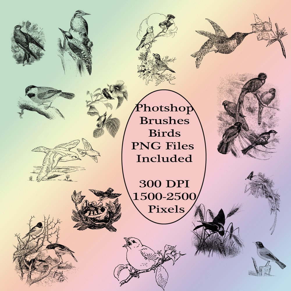 Bird Clip art Photoshop Brushes Instant Download Sweet Birds Clipart Digital Scrapbooking Elements L531 Il_570xn