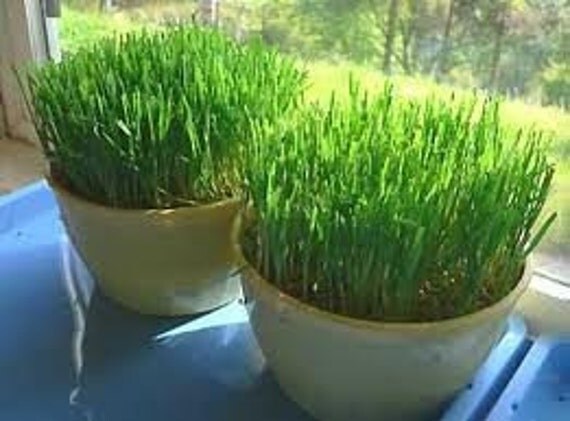 Papa Bob's Organic Wheat Grass Growing Kits - Two 6" kits