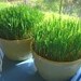 Papa Bob's Organic Wheat Grass Growing Kits - Two 6" kits