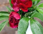Peonies in the Rain -- Original 8x10 Fine Art Photo Print