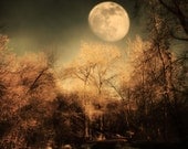 Dark Trees and  Moon 4x6 Fine Art Metallic Photo