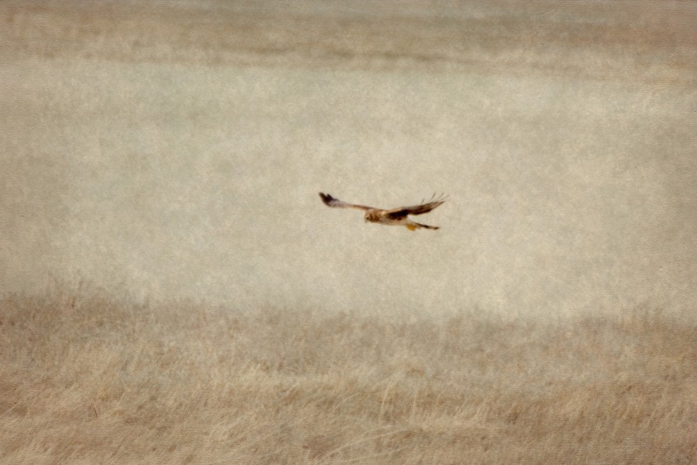 Sepia toned landscape with Eagle in Flight Fine Art Photo 4x6