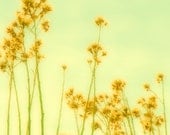 Glowing Yellow Floral Buds on a pastel green sky 8x8 Metallic Fine Art Photo Print