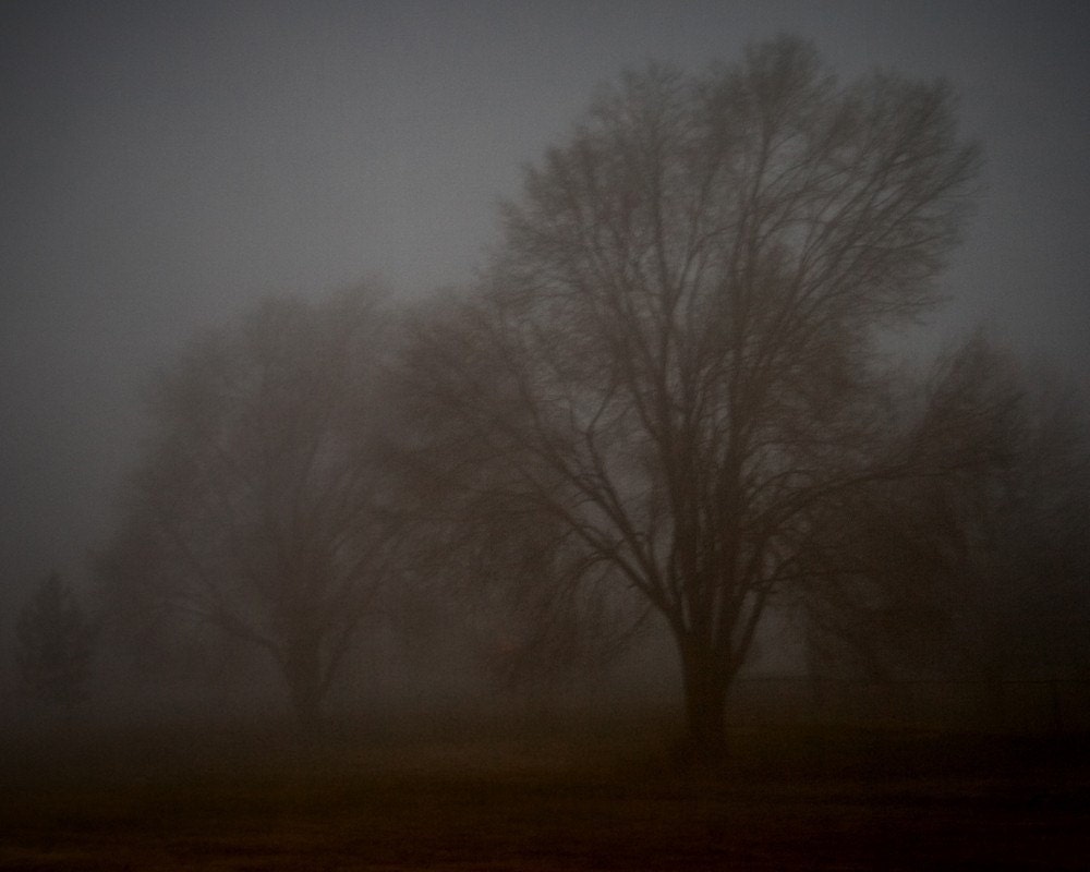 Dark Modern style textured photograph of Gothic trees and Fog Metallic 8x10 Fine Art Photo Print