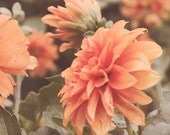 Light Pastel Peach Flowers Fine Art photography 8x8 Metallic Photo Print