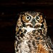 Owl be Watching you 8x12 Fine Art Metallic Photo