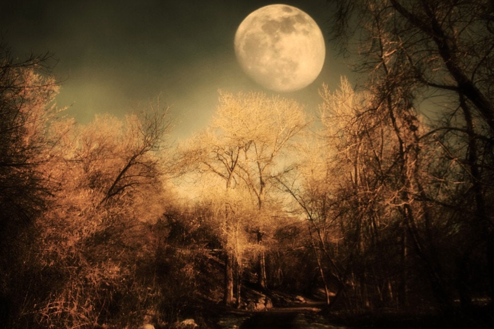 Dark Trees and  Moon 4x6 Fine Art Metallic Photo