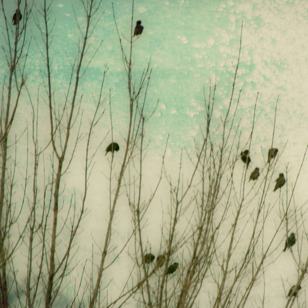 Textured Birds Braving the Winter Cold Fine Art Metallic Print 5x5